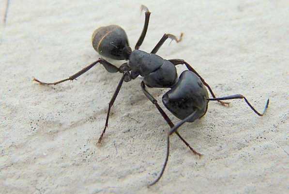 蚂蚁是昆虫吗为什么,蚂蚁是昆虫吗 为什么 