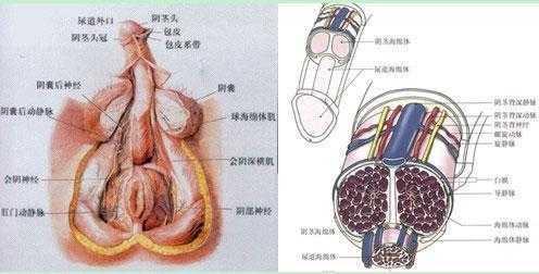 包含什么是阴茎的词条