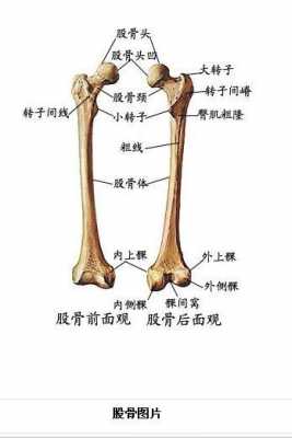 股骨的定义-股骨什么意思