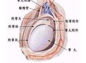 我男朋友只有一个睾丸怎么办
