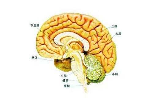 什么是大脑