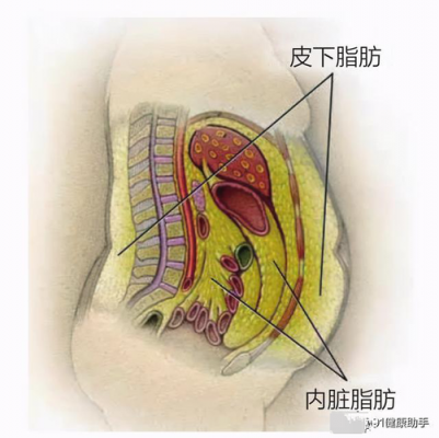 脂肪组织属于什么组织,脂肪组织是脂肪吗 