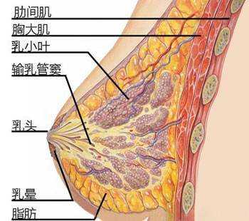  什么是蒙氏结节「什么是蒙氏结节,他的作用是什么」