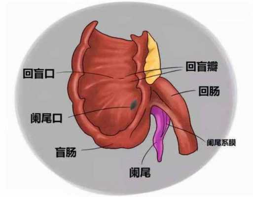  阑尾有什么用「阑尾有什么用处人为什么长阑尾」