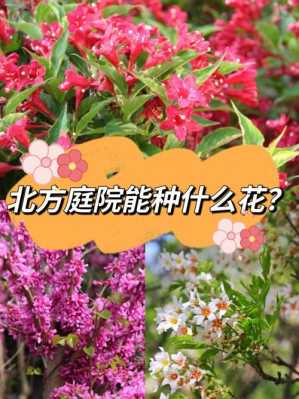 冬季种什么花,冬季种什么花合适 