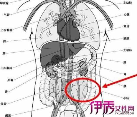  腰部左下侧疼痛是什么原因「腰部的左下方疼痛病因」