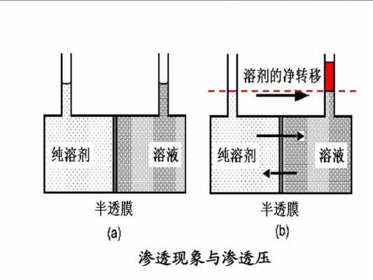  渗透压大小与什么有关「渗透压的大小取决于什么浓度」