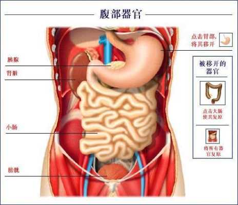 人的胰腺在什么位置（人的胰腺在什么位置图片 背部）