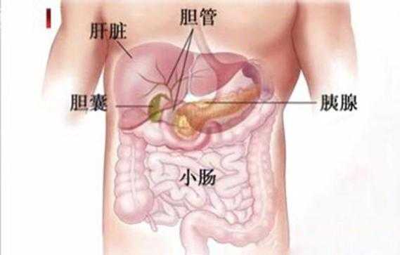 人的胰腺在什么位置（人的胰腺在什么位置图片 背部）