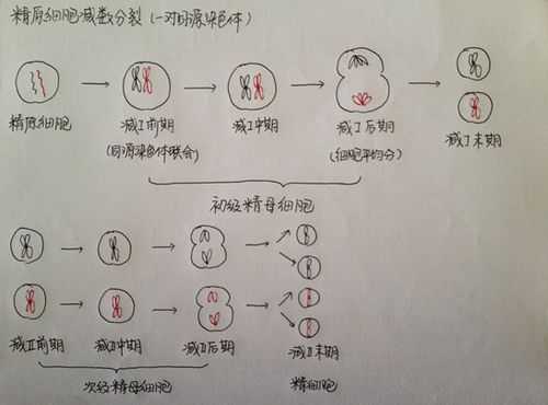 什么是减数分裂_有丝和减数的过程图解手绘