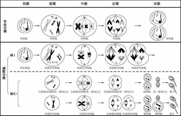 什么是减数分裂_有丝和减数的过程图解手绘