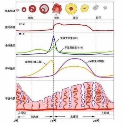 促排期间fsh为什么越来越高