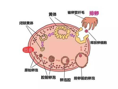 卵泡透声差是什么原因_卵泡透声差是黄体还是排了