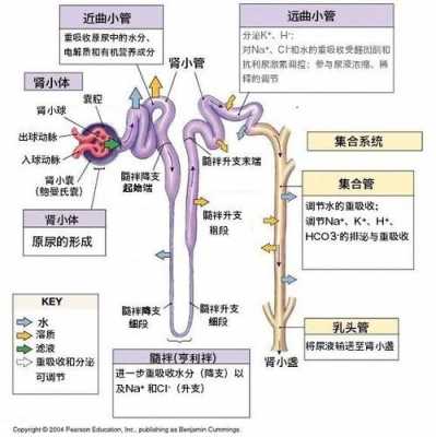  肾单位由什么组成「肾单位由什么组成生物」