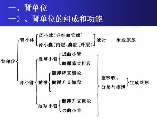  肾单位由什么组成「肾单位由什么组成生物」