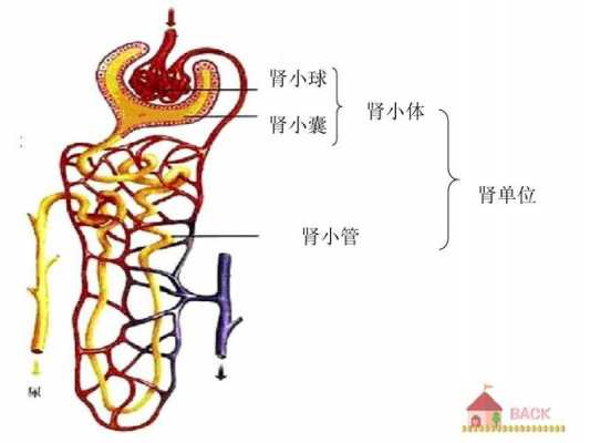  肾单位由什么组成「肾单位由什么组成生物」