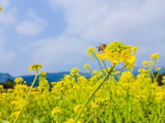 饭圈油菜花什么意思 油菜花什么意思