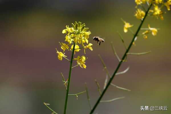 饭圈油菜花什么意思 油菜花什么意思