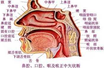 鼻子里面疼是什么原因