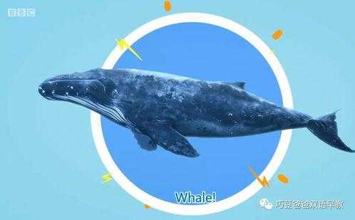 whale是什么意思