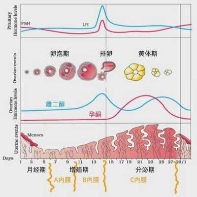 子宫内膜线居中是什么意思