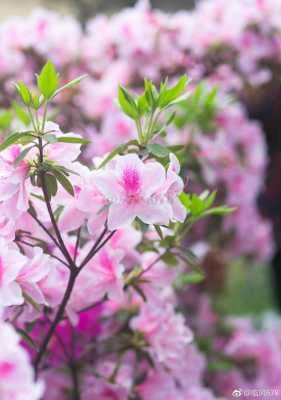 花什么季节开