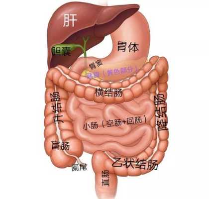 胃的左侧疼是什么器官（女性左胃隐痛要当心了）