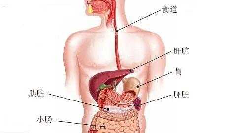 胃的左侧疼是什么器官（女性左胃隐痛要当心了）