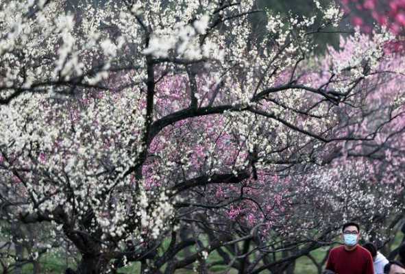  梅花是什么时候开的「梅花是什么时候开的早中晚」