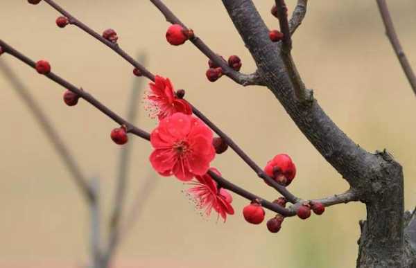  梅花是什么时候开的「梅花是什么时候开的早中晚」