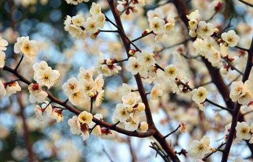  梅花是什么时候开的「梅花是什么时候开的早中晚」