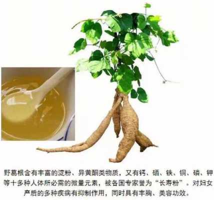 葛根是什么植物,葛根是什么植物图片 