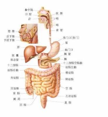 肚脐后面是什么器官硬硬的是什么东西 肚脐后面是什么器官