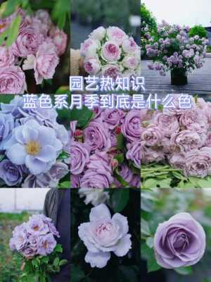 月季花有什么颜色,月季花有什么颜色形容 