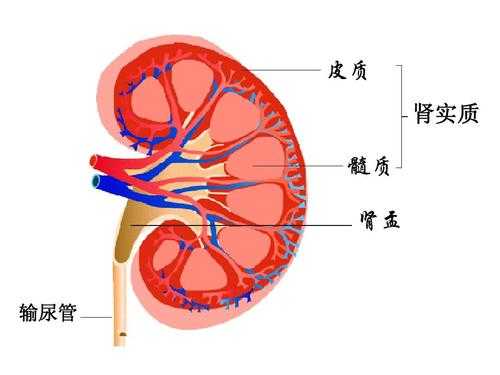 肾实质是什么,肾实质是什么器官 