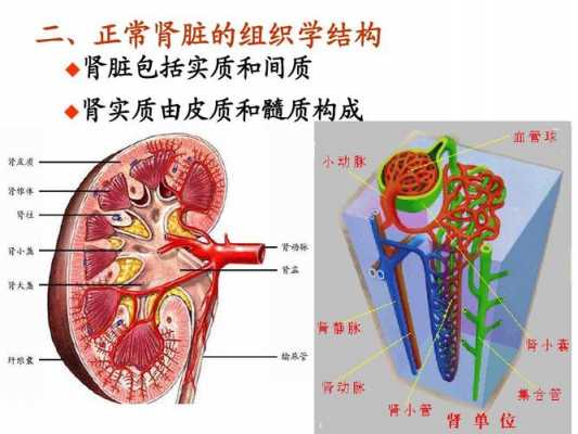 肾实质是什么,肾实质是什么器官 