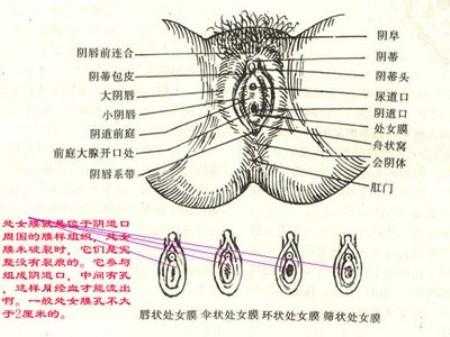  处女膜是什么时候形成的「怎么确定自己膜还在不在图片」