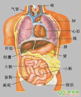 五脏六腑都是什么（五脏六腑都是什么器官）