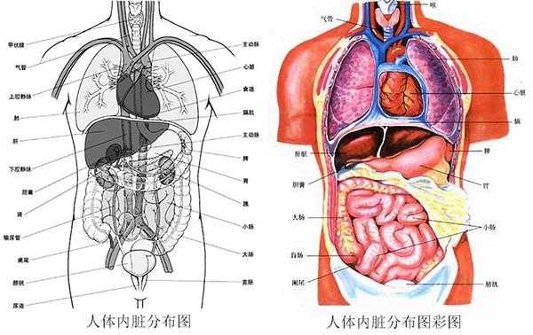 五脏六腑都是什么（五脏六腑都是什么器官）