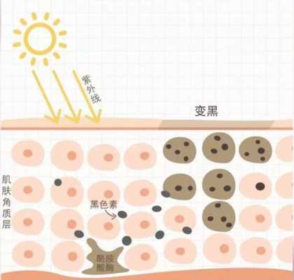 皮肤为什么会变白的原理-皮肤为什么会变白