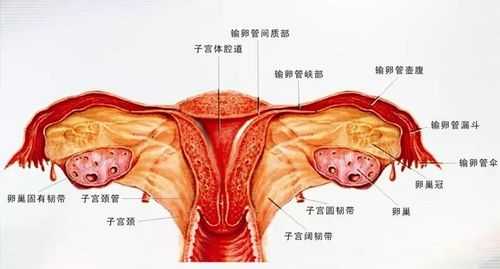 女性生殖图示各结构详解外部-阴蒂在什么部位