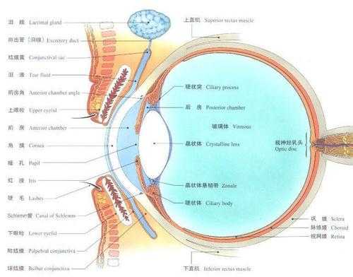 柱径度数-柱径屈光度是什么意思