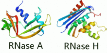 rnase h是什么酶 rnaseh是什么酶