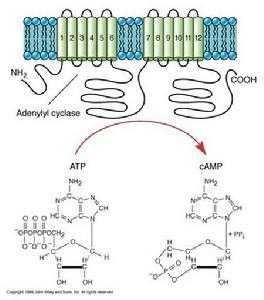 rnase h是什么酶 rnaseh是什么酶