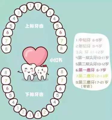  第二前磨牙什么时候换「第二前磨牙是几号牙」