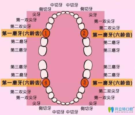  第二前磨牙什么时候换「第二前磨牙是几号牙」