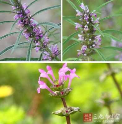  夏枯草能治什么病「夏枯草能治什么病请专家答复」