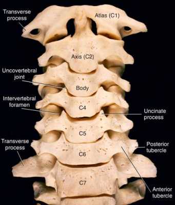 颈椎c0是什么