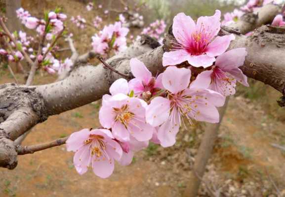 稳定什么意思（桃花稳定什么意思）