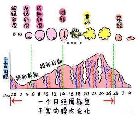 黄体期是什么意思 卵是什么意思